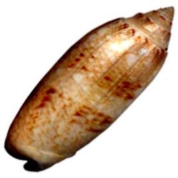 11-2 Non-Iridescent Shell - Olive  (1")